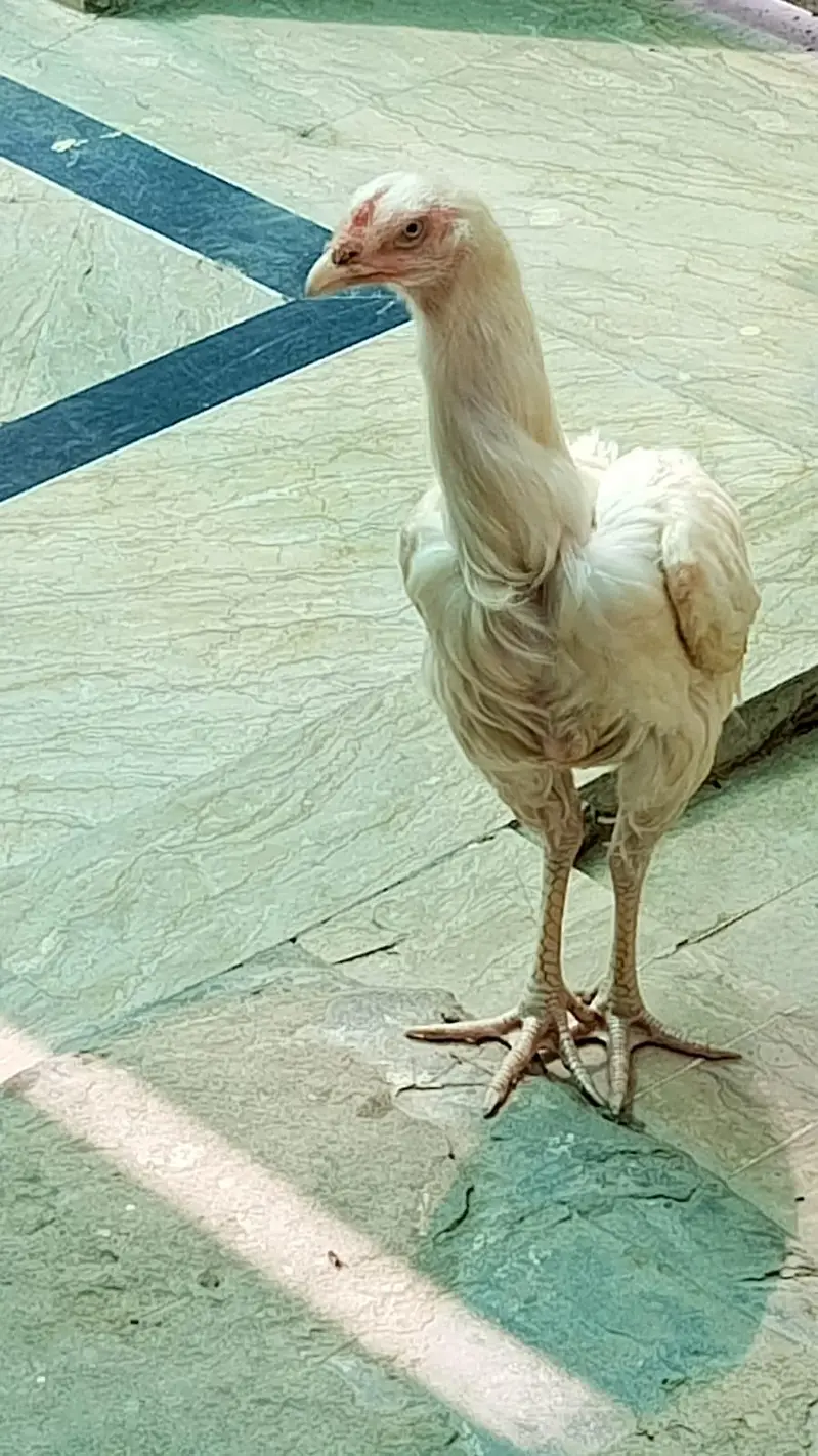 Seel moga hai ye do hai ye is tra k ik or hai ye — photo 4