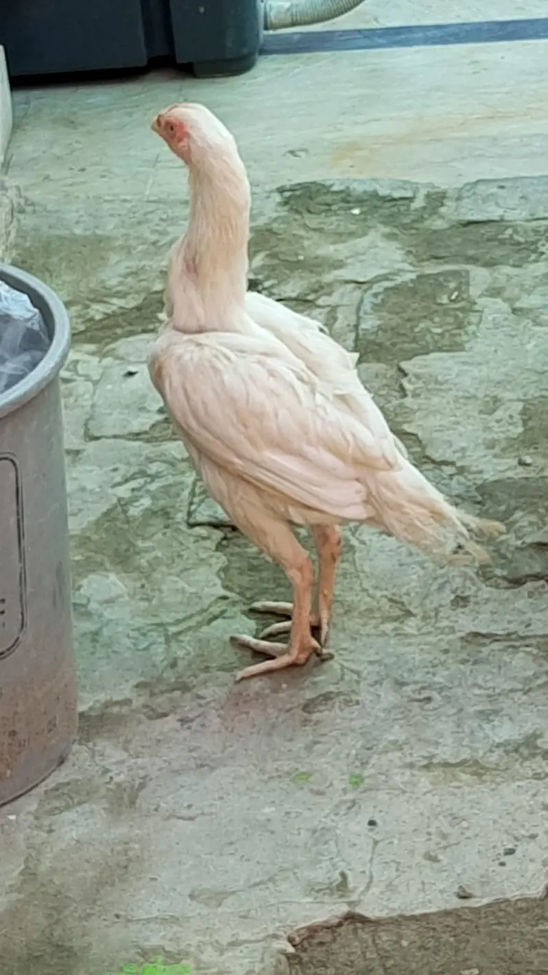 Seel moga hai ye do hai ye is tra k ik or hai ye — photo 5