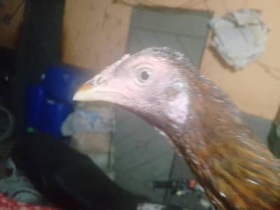 Beautiful Quality Bird for Sale