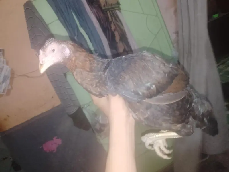 Beautiful Quality Bird for Sale — photo 2