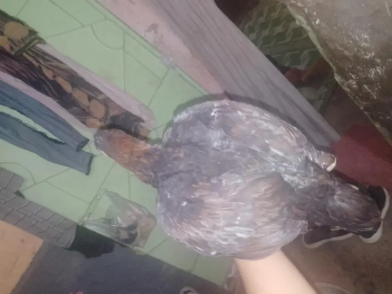 Beautiful Quality Bird for Sale — photo 4