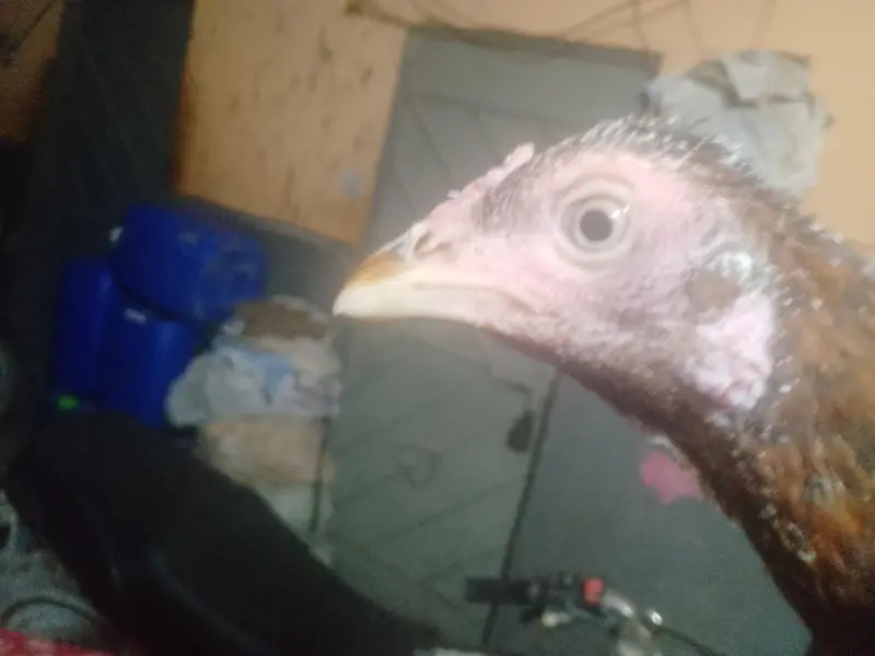Beautiful Quality Bird for Sale — photo 5