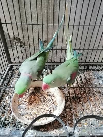 raw parrot for sale (confirm breader pair)