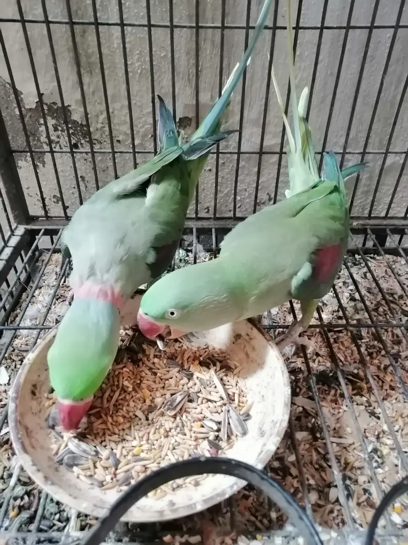 raw parrot for sale (confirm breader pair) — photo 2
