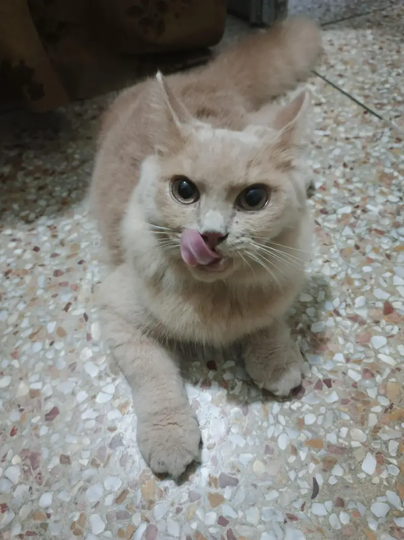 Persian mix or a similar domestic — photo 8