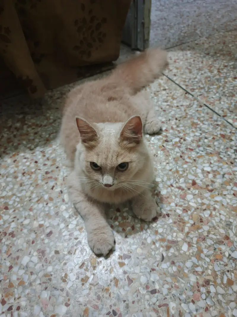 Persian mix or a similar domestic — photo 9