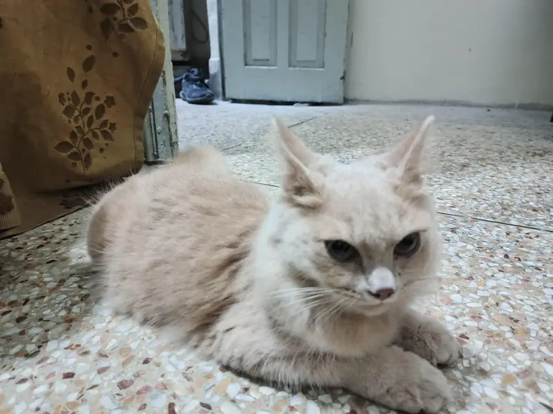 Persian mix or a similar domestic — photo 10
