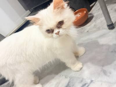 Persian cat white