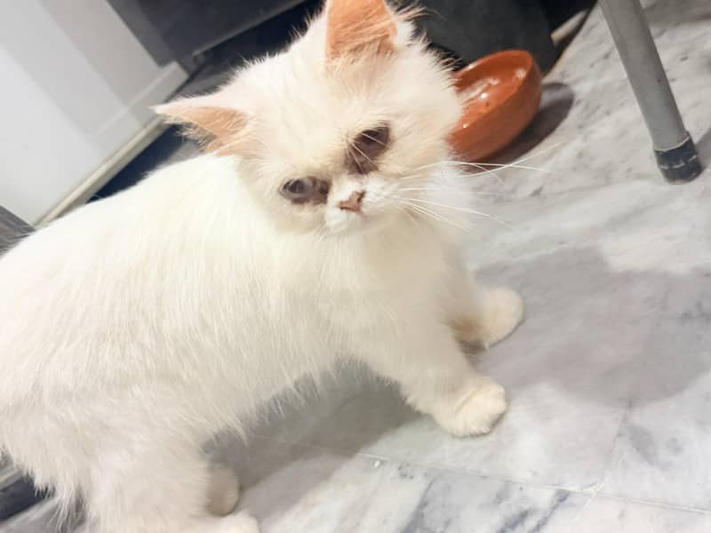 Persian cat white 0