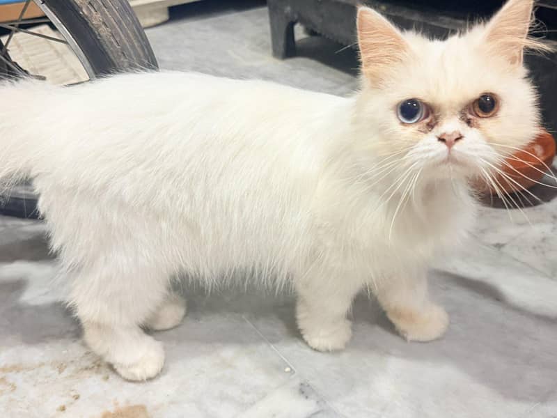Persian cat white 1