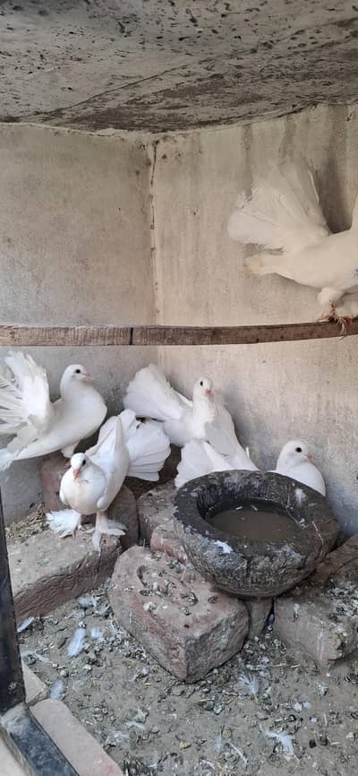 Swing Neak lakky breeder pair or 5 pair ha 03470202431