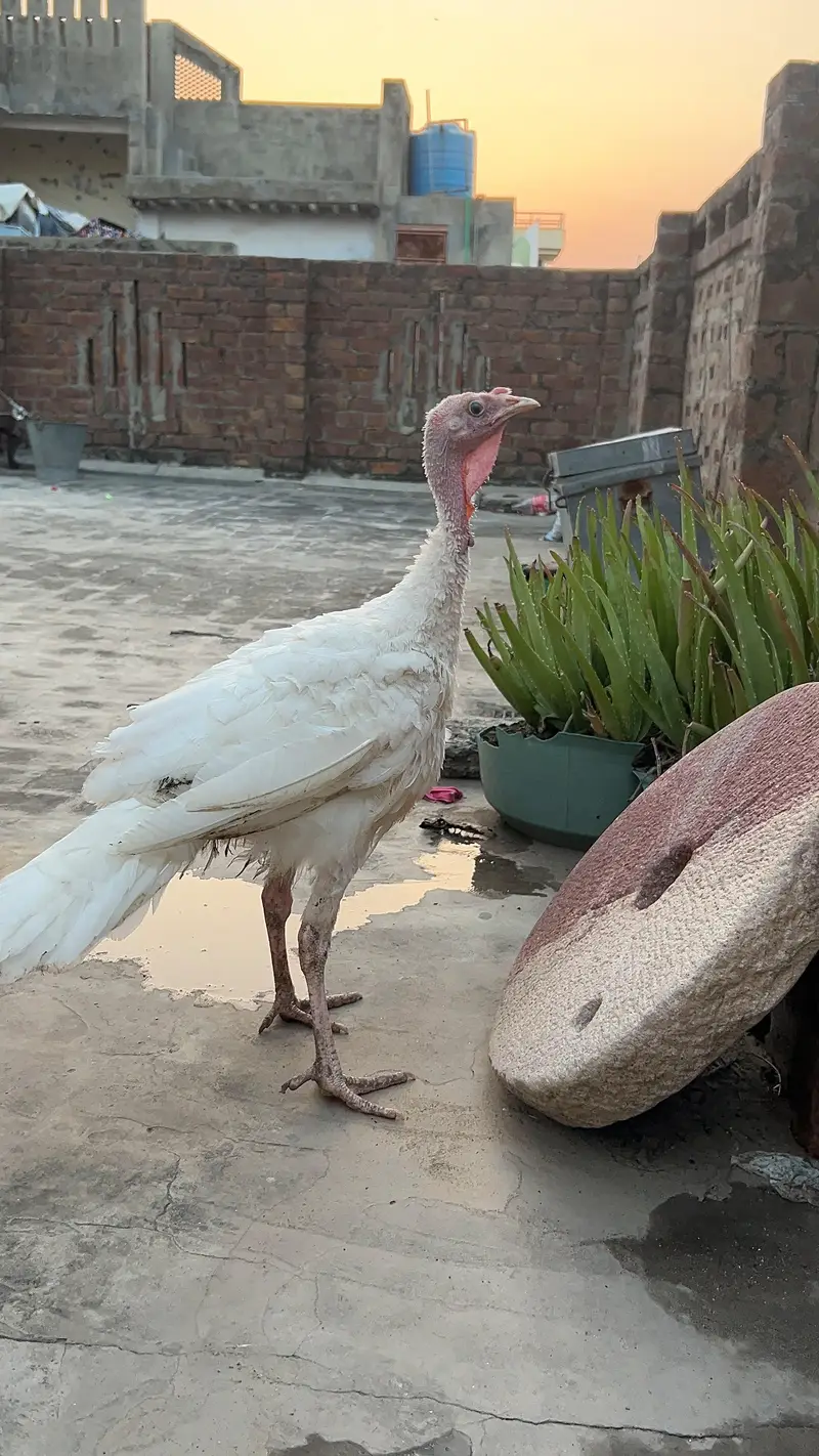 turkey male — photo 3