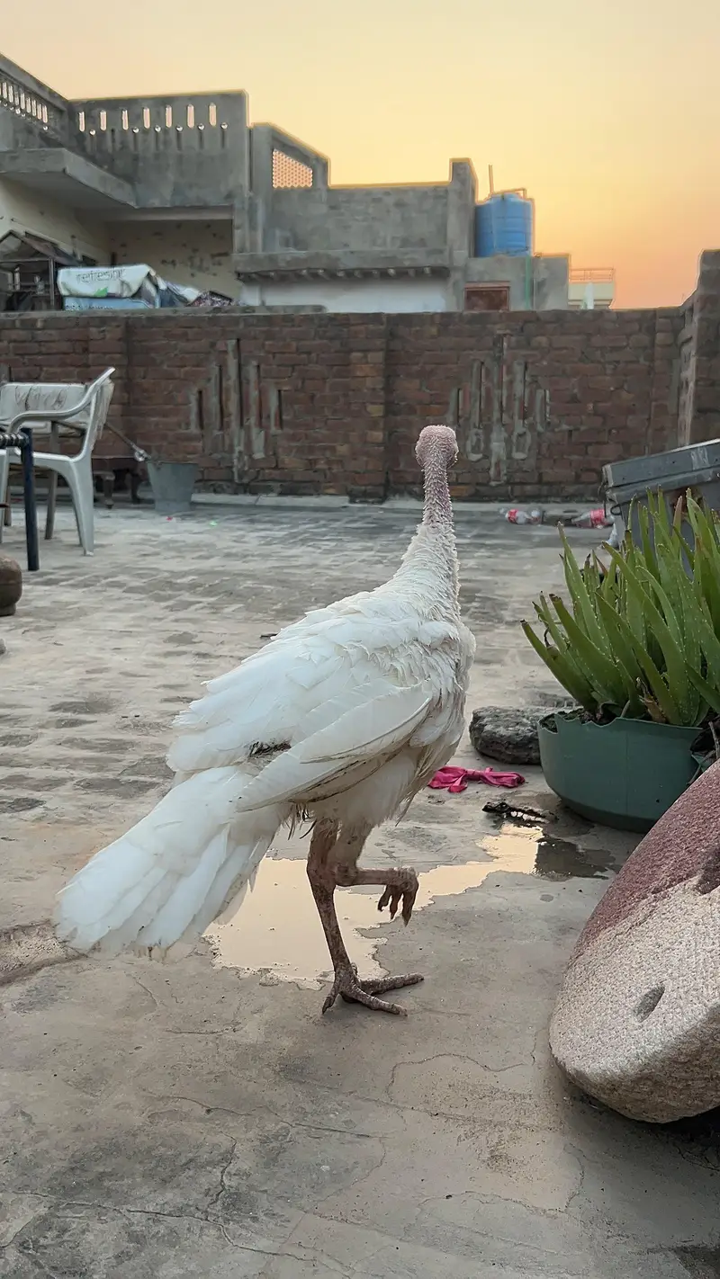 turkey male — photo 4