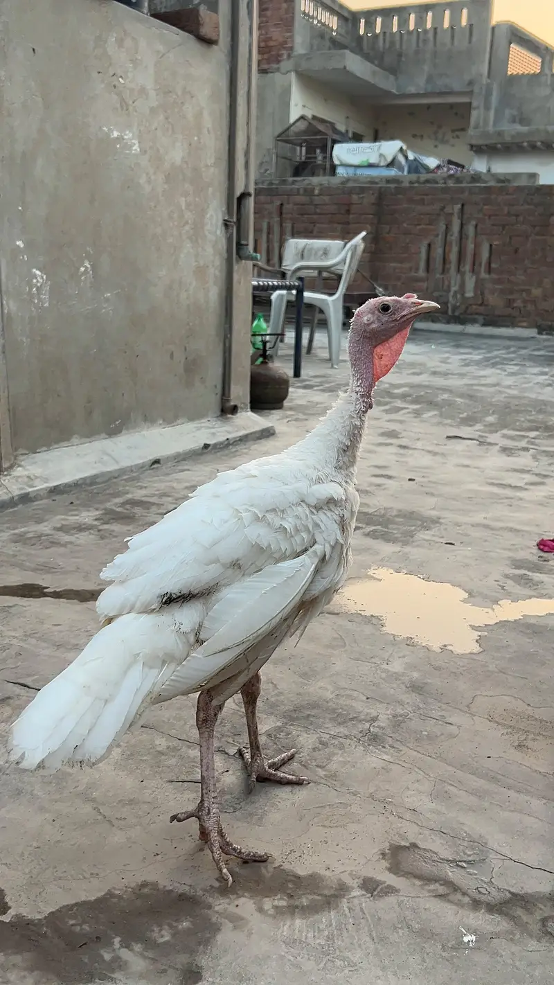 turkey male — photo 5