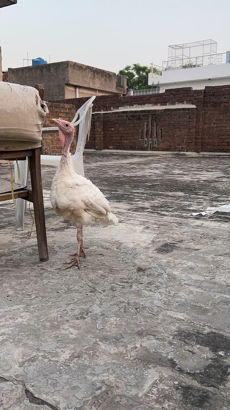 turkey male — photo 6