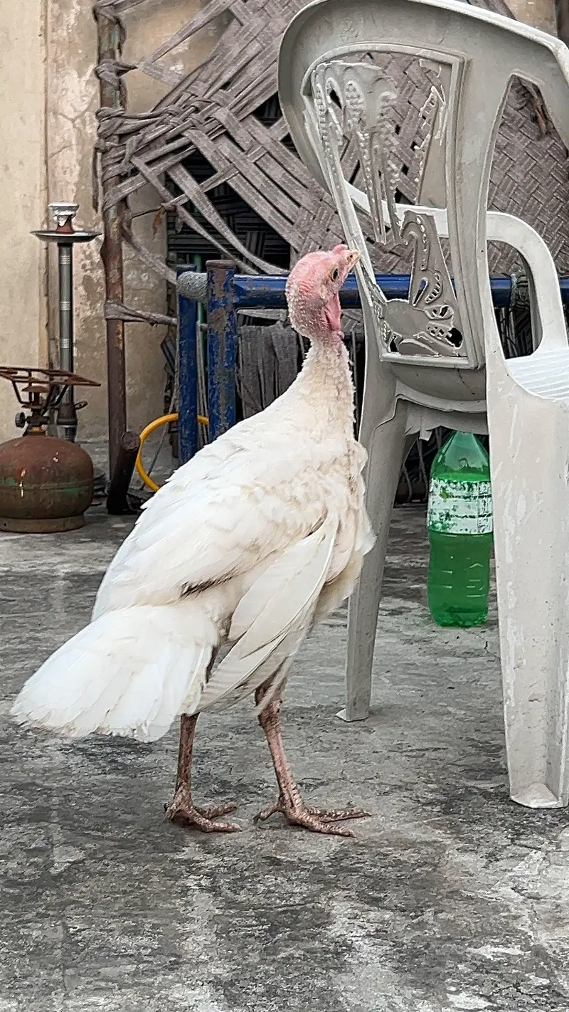turkey male — photo 7