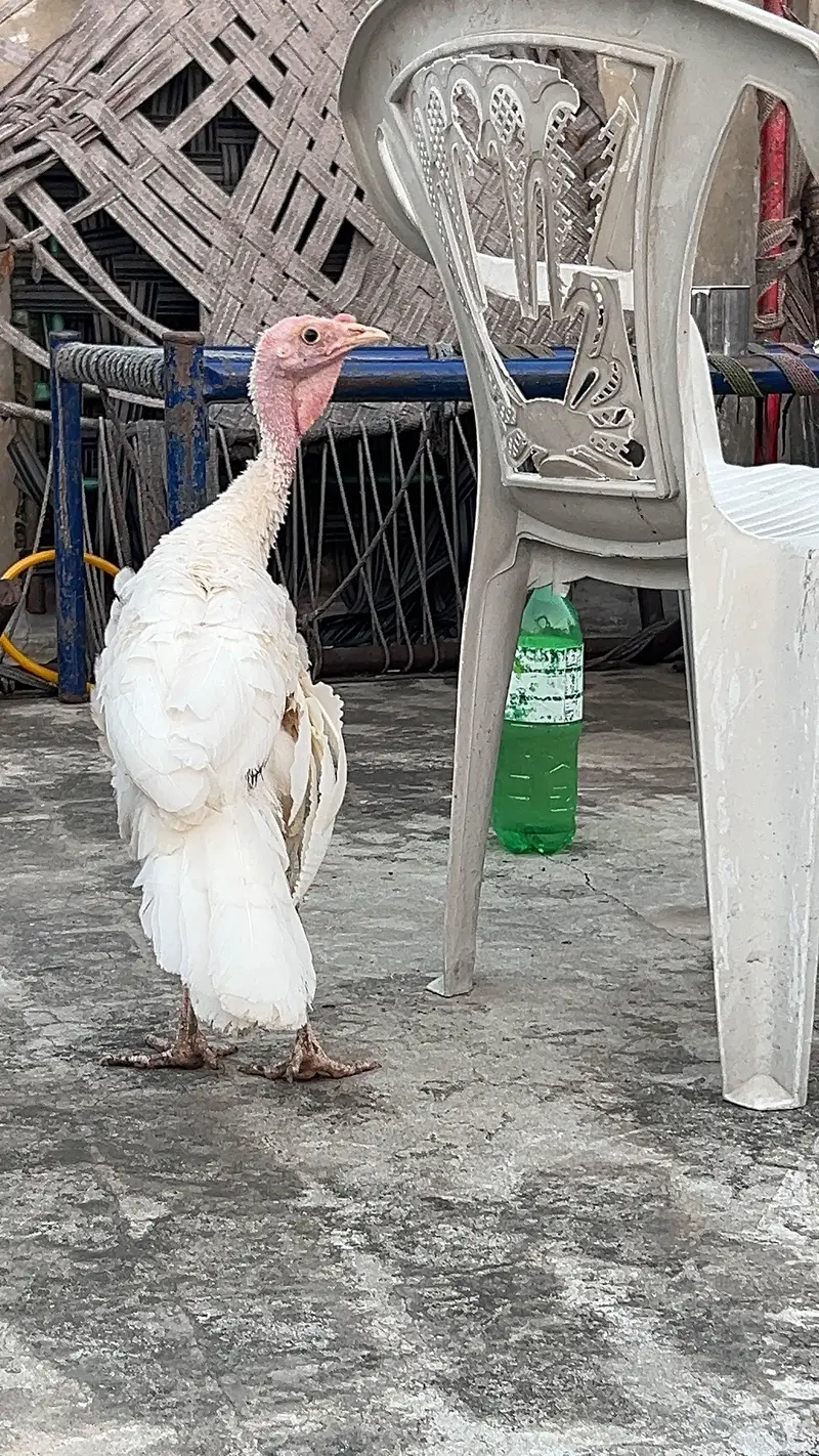 turkey male — photo 9