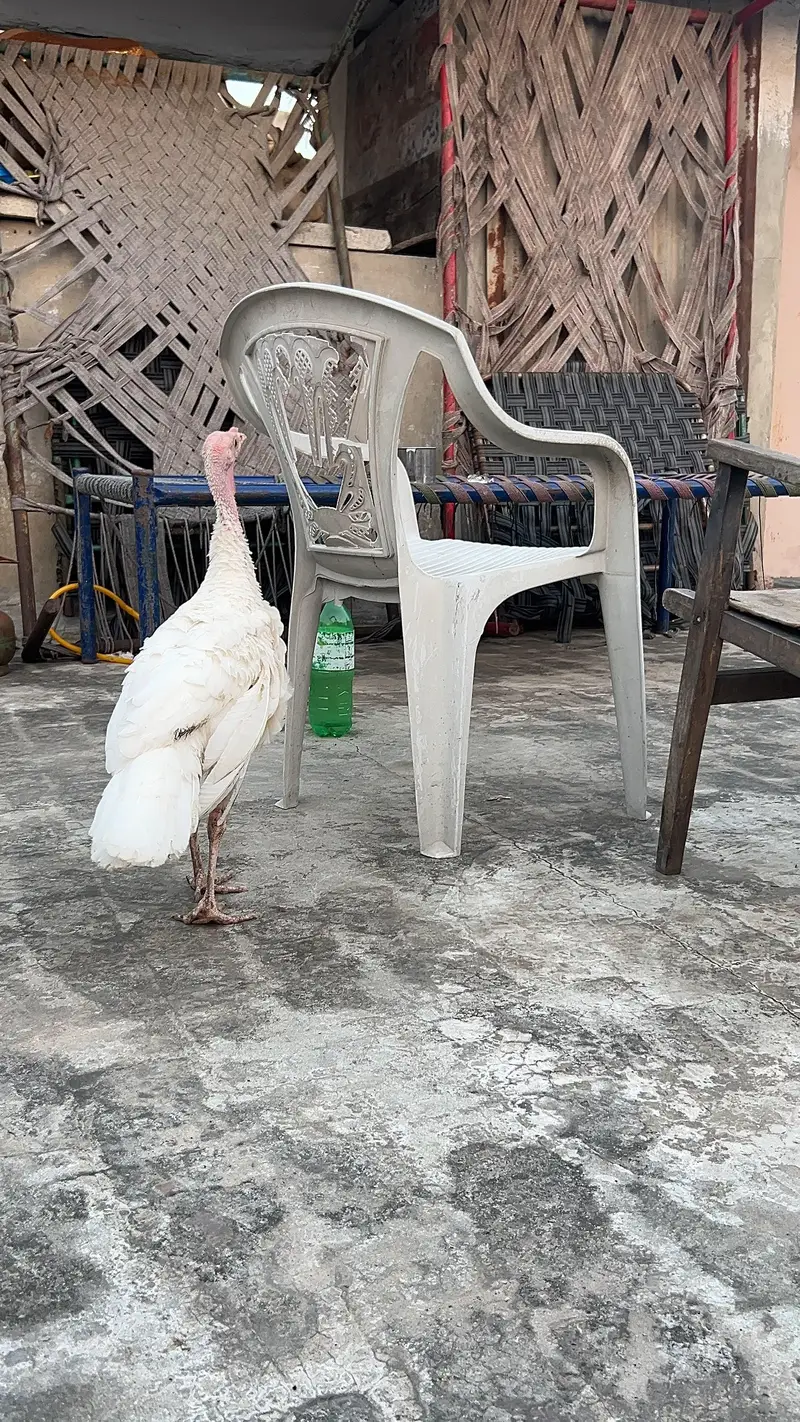 turkey male — photo 10