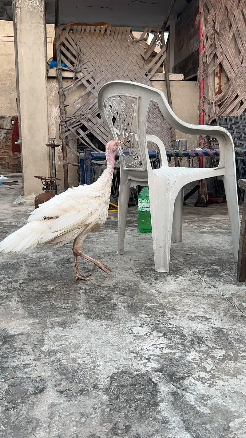 turkey male — photo 11