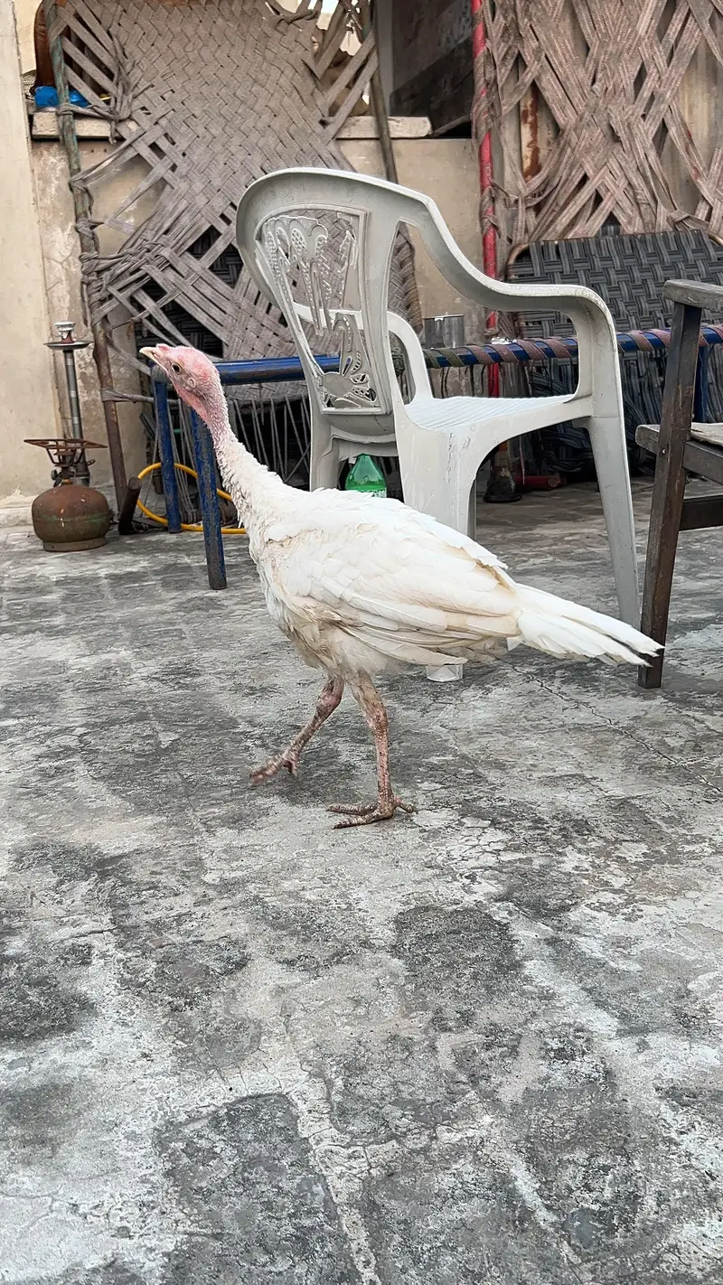 turkey male — photo 12