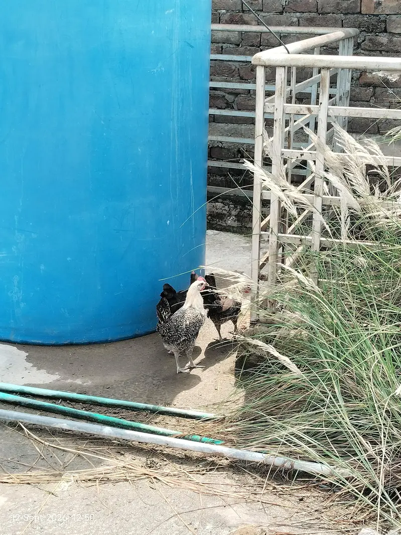 Active and Healthy Chicks With Wooden Cage For Sale — photo 2