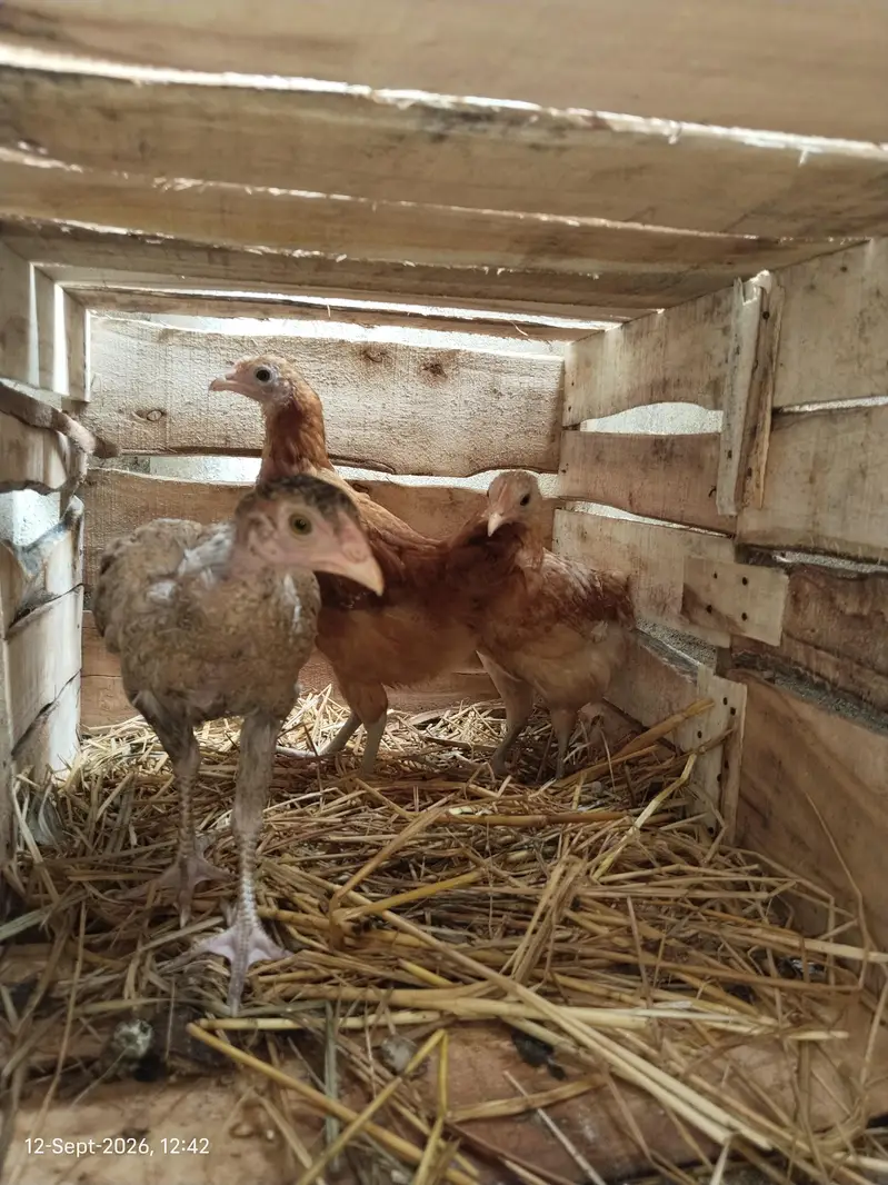 Active and Healthy Chicks With Wooden Cage For Sale — photo 4