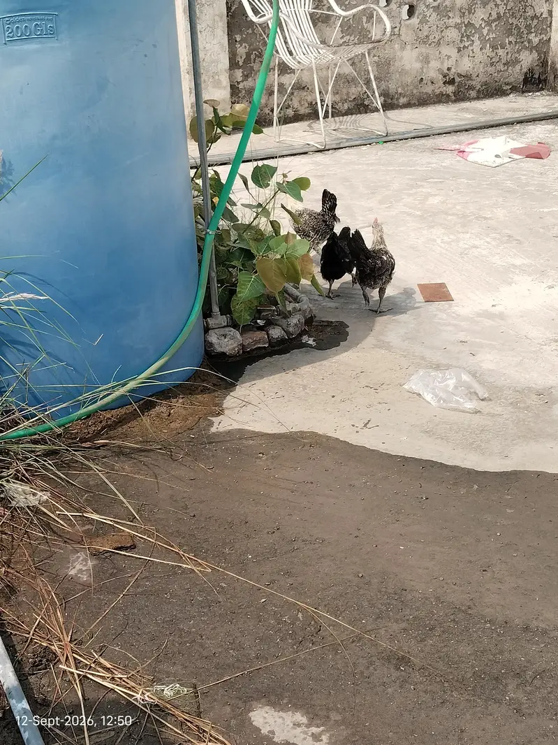 Active and Healthy Chicks With Wooden Cage For Sale — photo 6