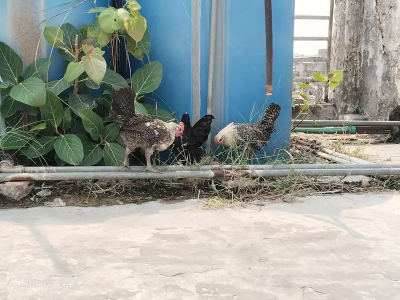 Active and Healthy Chicks With Wooden Cage For Sale — photo 7