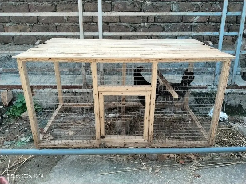Active and Healthy Chicks With Wooden Cage For Sale — photo 9