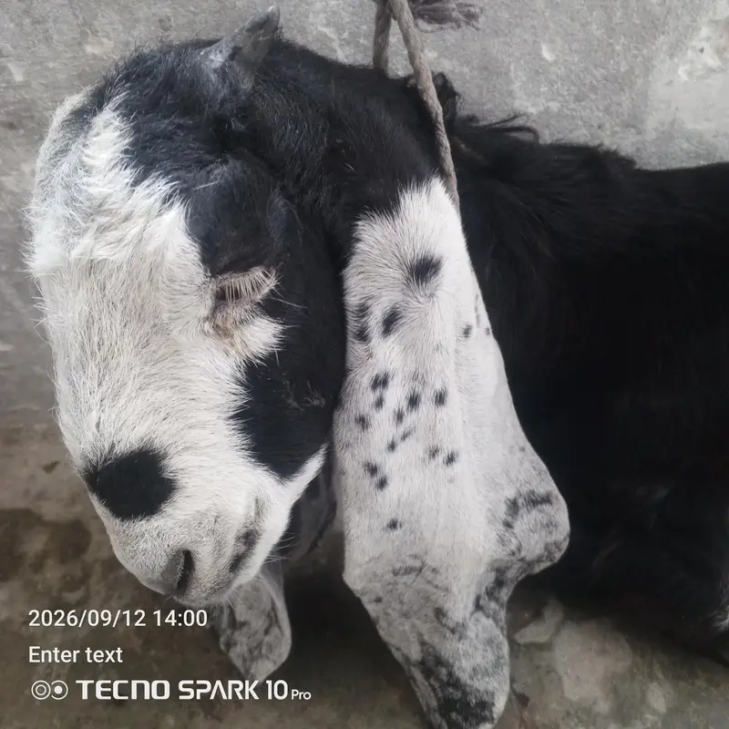 4 month betal pathi — photo 2