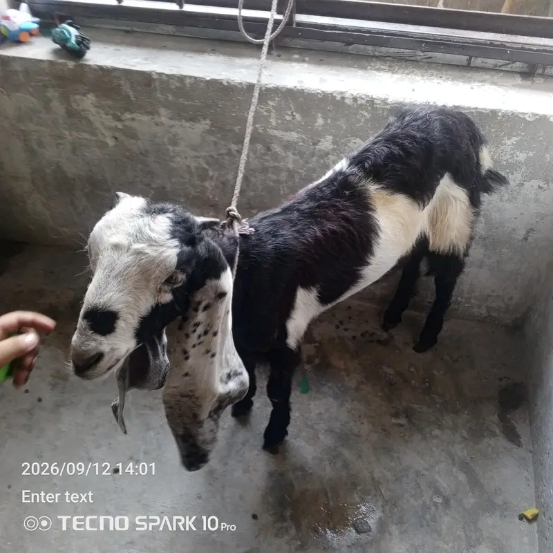 4 month betal pathi — photo 3