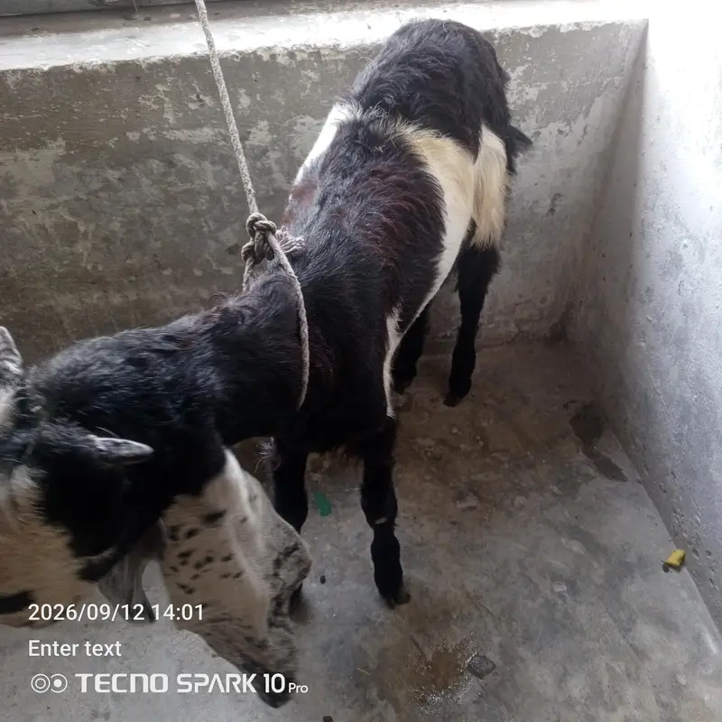 4 month betal pathi — photo 4