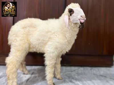 Baby Sheep. Khara Breed. Age 2.5 Months