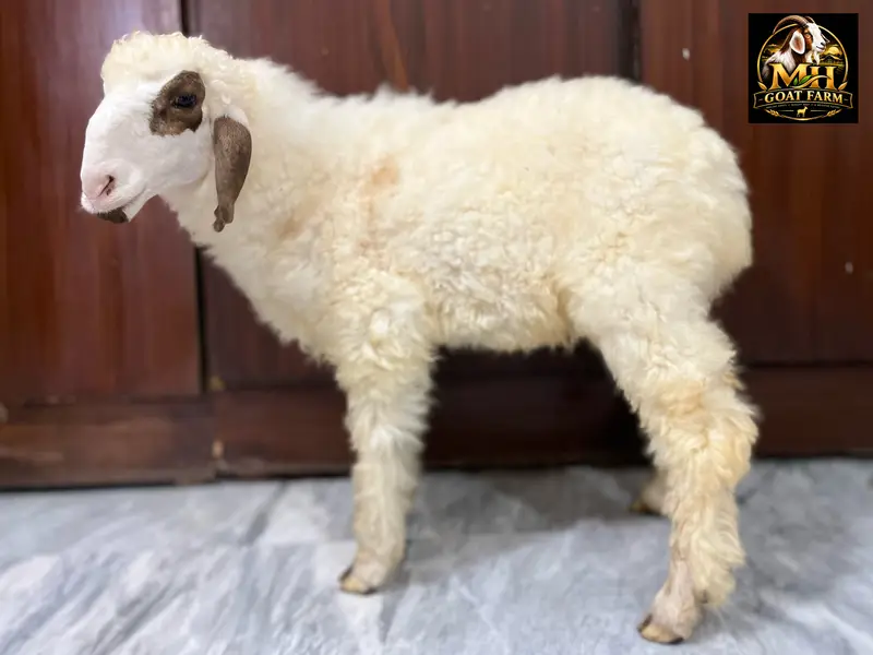 Baby Sheep. Khara Breed. Age 2.5 Months — photo 2