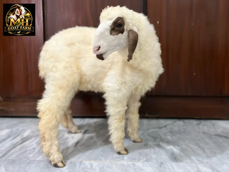 Baby Sheep. Khara Breed. Age 2.5 Months — photo 3