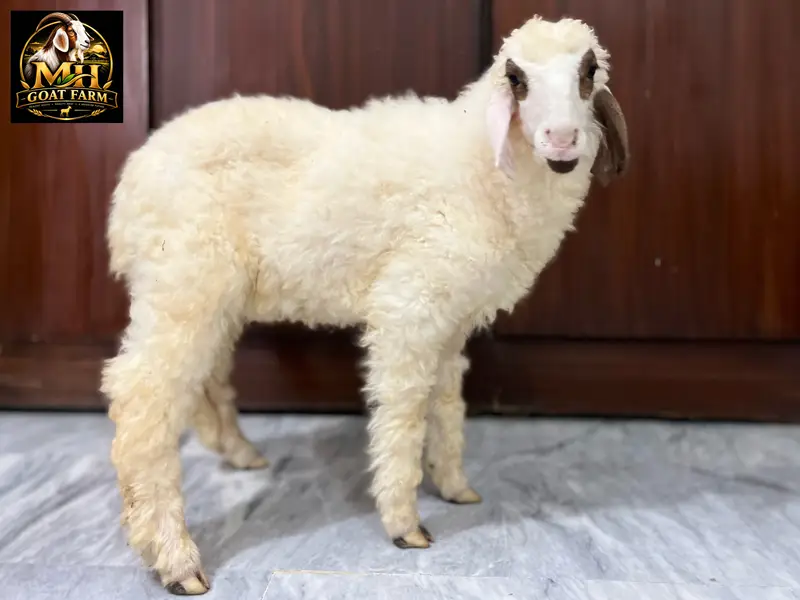 Baby Sheep. Khara Breed. Age 2.5 Months — photo 4