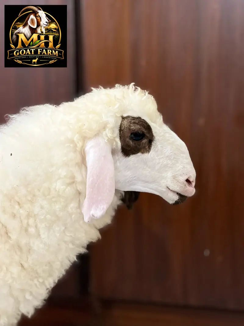 Baby Sheep. Khara Breed. Age 2.5 Months — photo 5
