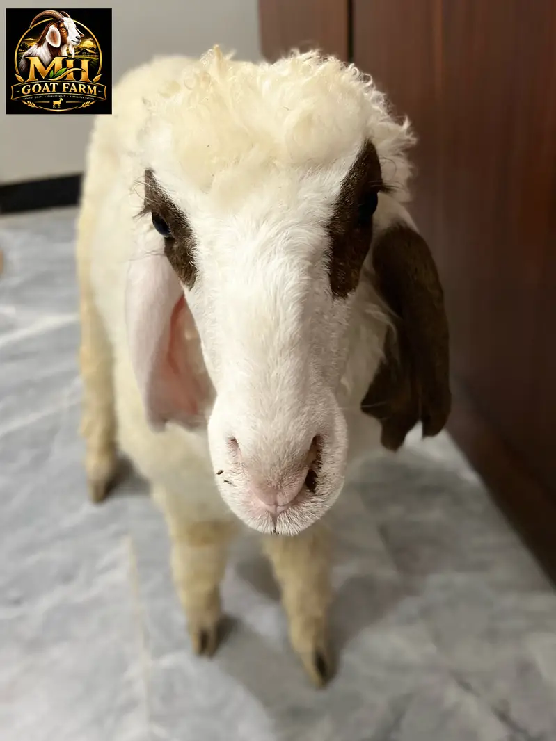Baby Sheep. Khara Breed. Age 2.5 Months — photo 6