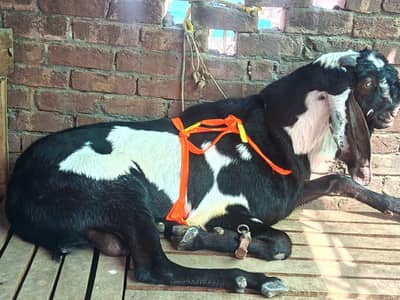 Breeder Bakra 6 dant