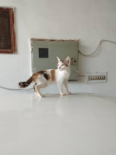 Kitten for adoption