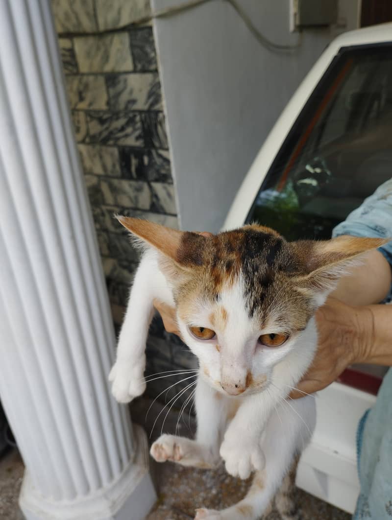 Kitten for adoption 3
