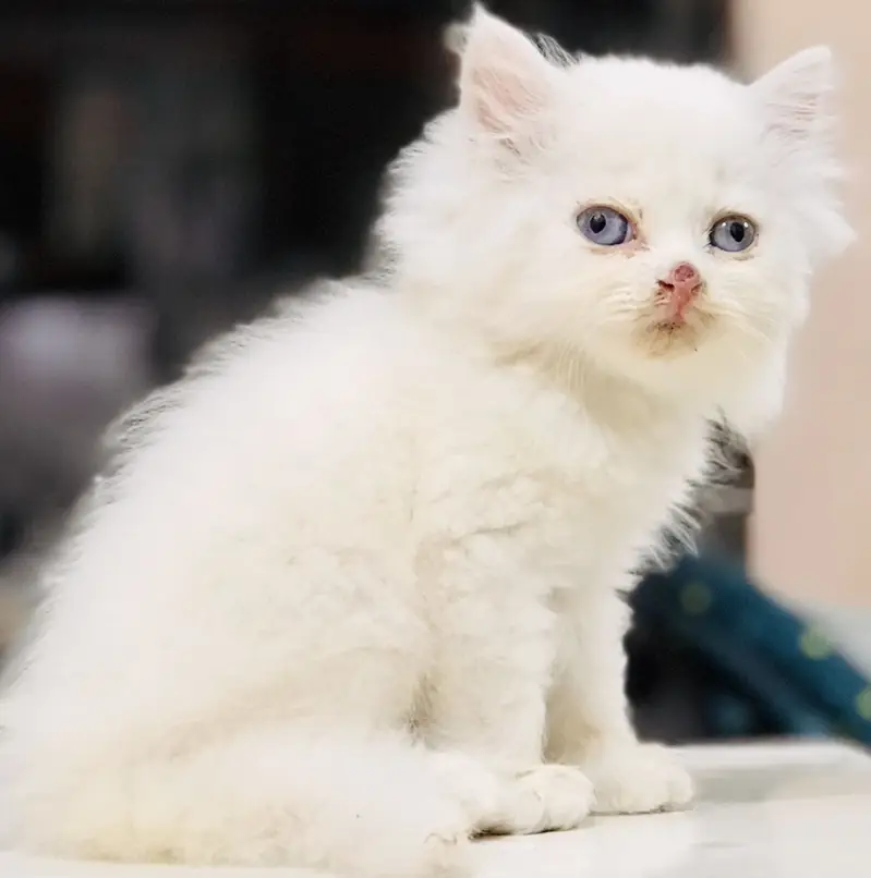Persian kittens — photo 3