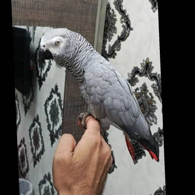 African grey female with DNA