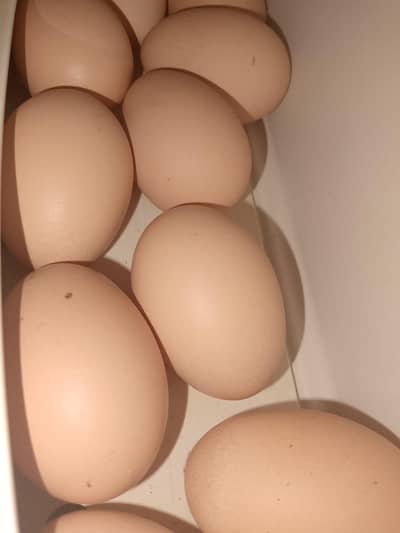 darjan Desi eggs