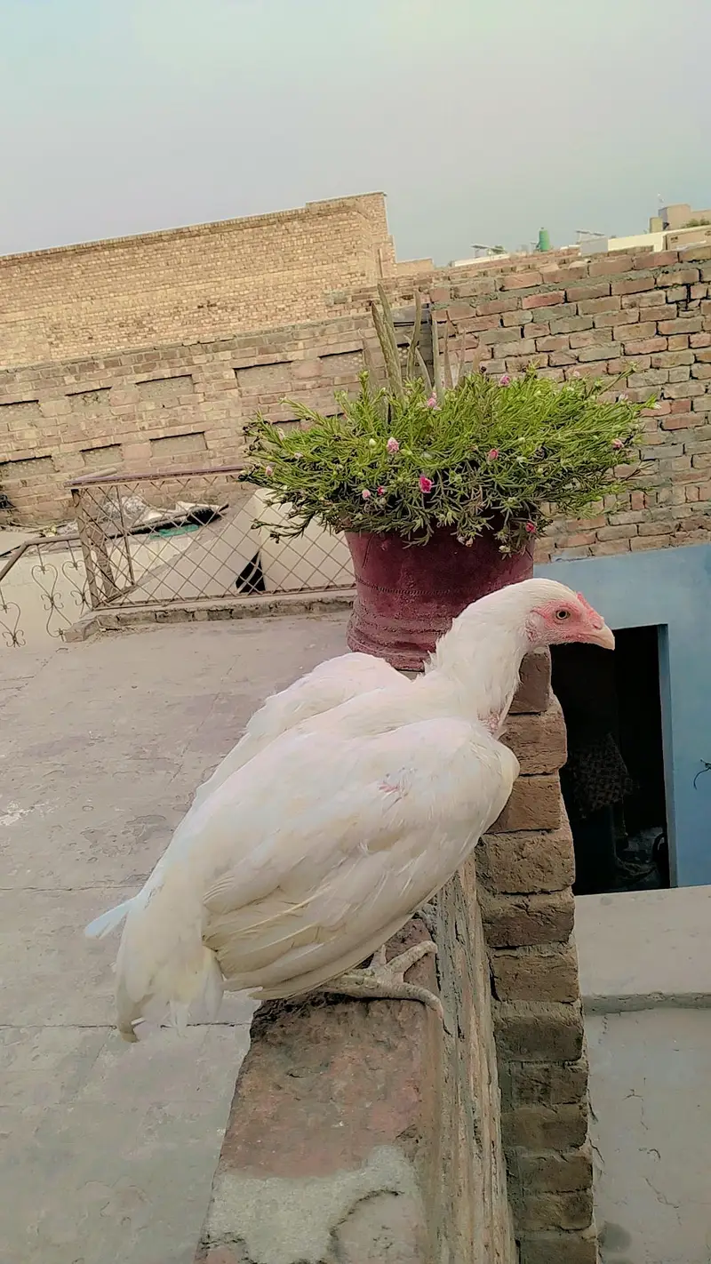 Hira Aseel madi white paper — photo 3