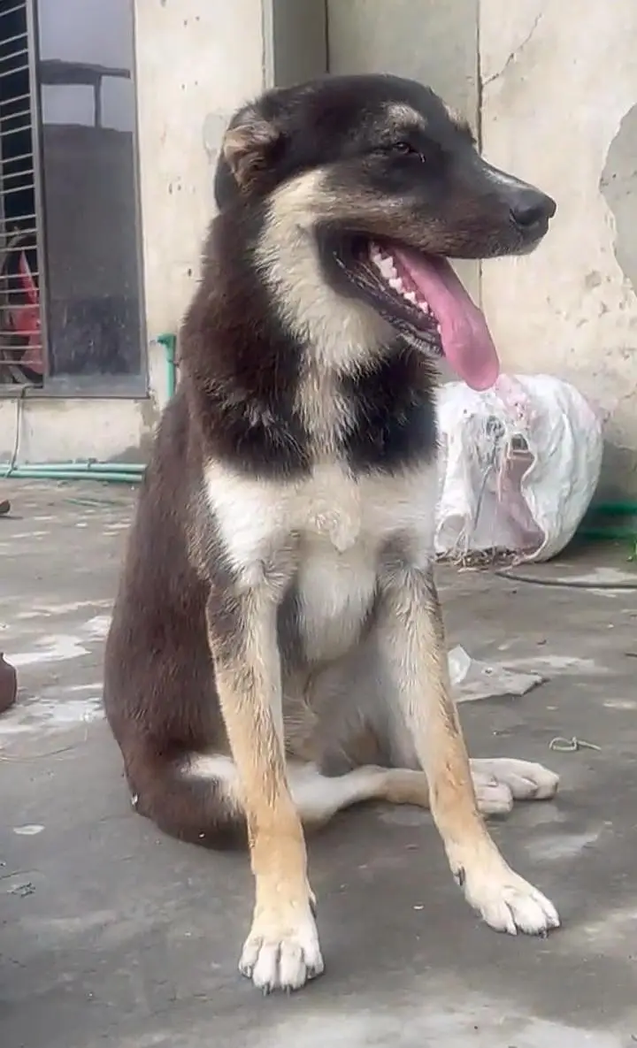 German shepherd and hakse mex — photo 2