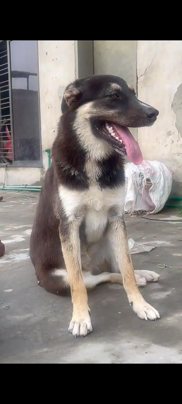 German shepherd and hakse mex — photo 4