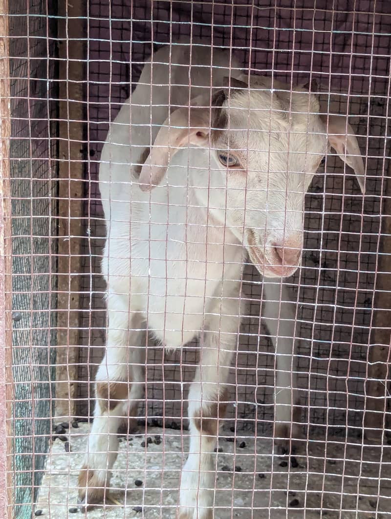 Taddy bakra 1