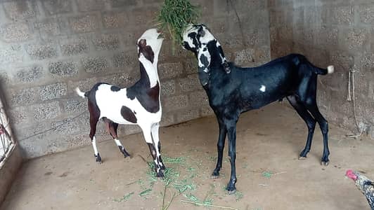 Beetal pair and Kamori Bakri