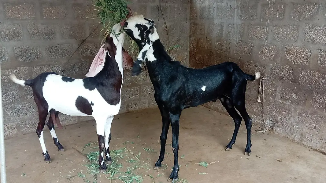Beetal pair and Kamori Bakri — photo 2